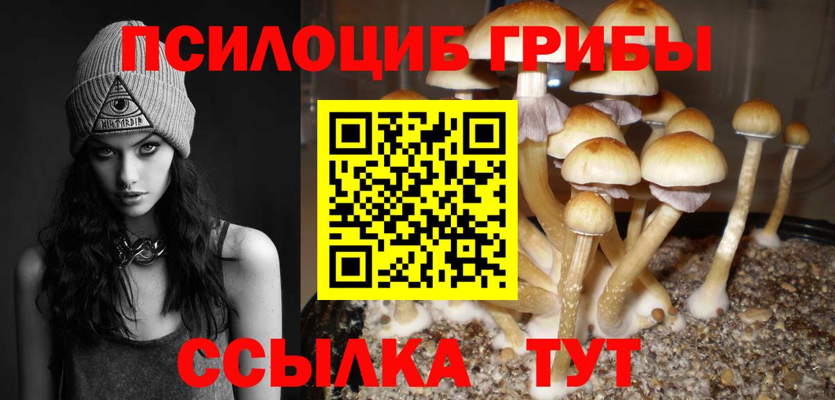 Галлюциногенные грибы Psilocybe Кострома